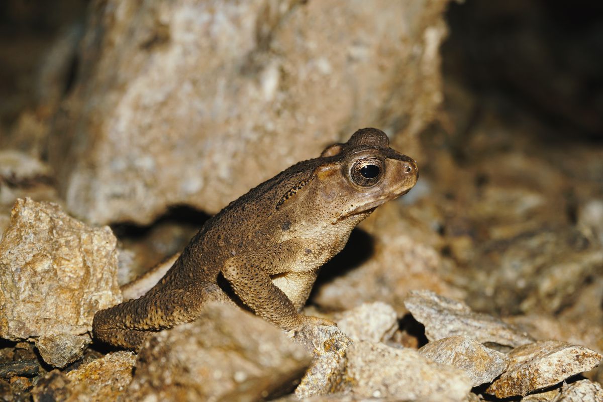 Japanese Study Reveals Bombardier Beetles Endure Toads by Releasing Hot Chemicals, Leading 43% to Regurgitate Them Alive After 12 to 107 Minutes