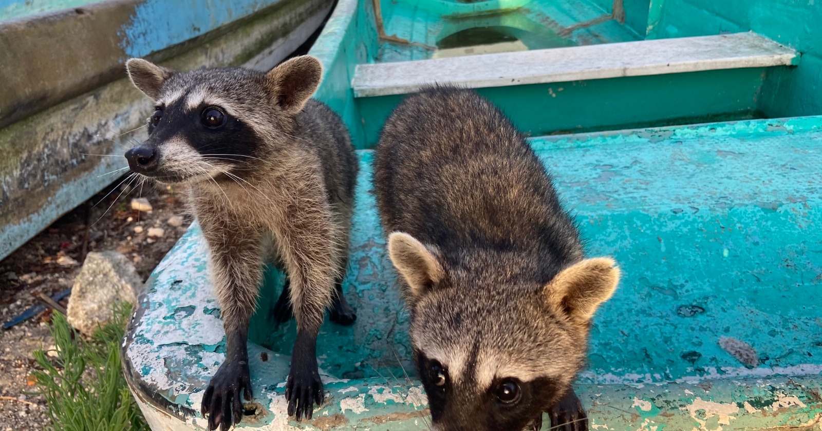 Juvenile Pygmy Raccoons on Cozumel Display Unrecorded Play Activities with Coastal Debris