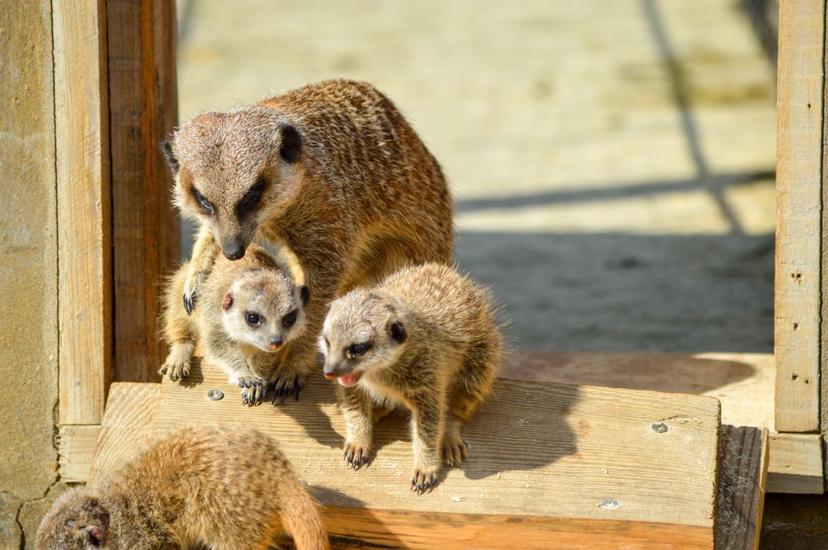 Kalahari Study Demonstrates Trained Meerkat Pup Success in Managing Stingless Scorpions by Imitating Parental Direction