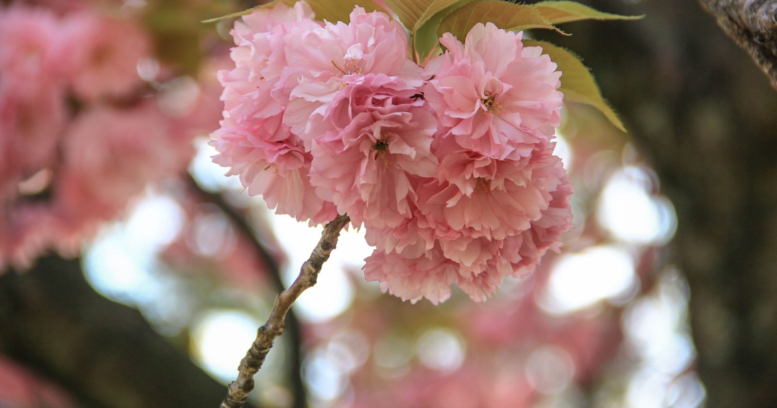 Kyoto's Historical Cherry Blossom Documentation Uncovers Earliest Full-Bloom Date in 2021, Exceeding the 1409 Record