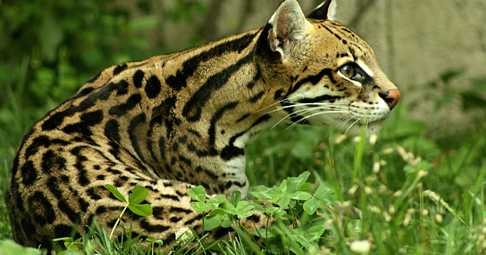 Long-Term Mammal Research on Panama Canal Islands Shifts to New Generation of Scientists Targeting a Century-Long Objective