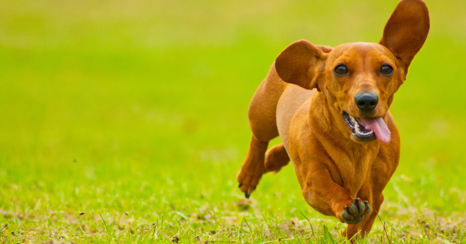 "Miniature Dachshund Endures 529 Days Solitary on Kangaroo Island, Reappears Strong and Self-Sufficient"