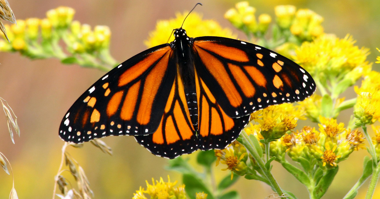 Monarch Butterflies' 4,000 km Journey from Canada to Mexico: Solar Navigation and Temporal Adjustment with a Small Brain