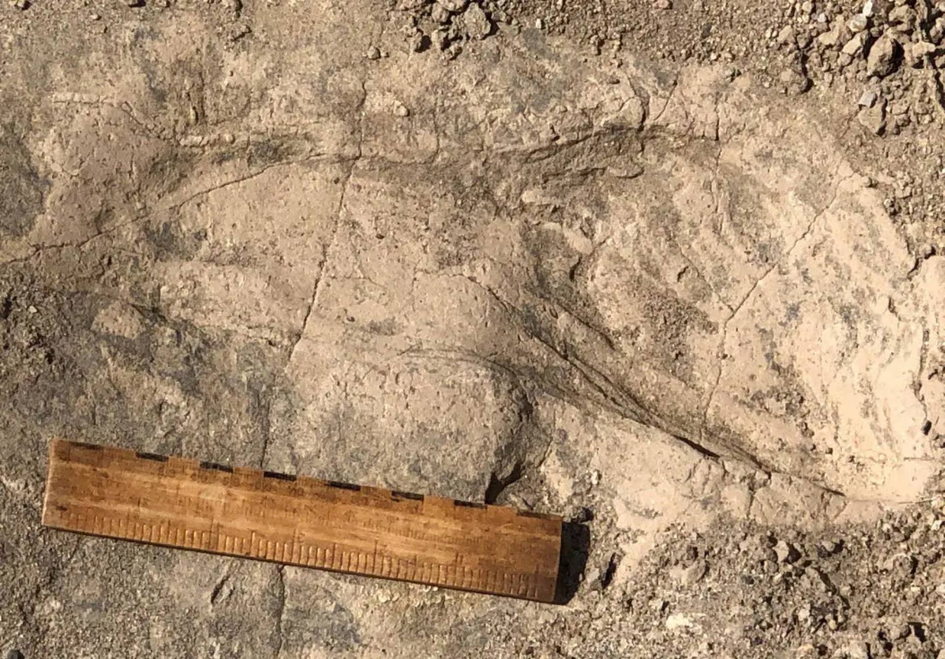 New PNAS Research Uncovers 1.43-Million-Year-Old Footprints of Paranthropus boisei Discovered at GaJi10, Lake Turkana, Kenya