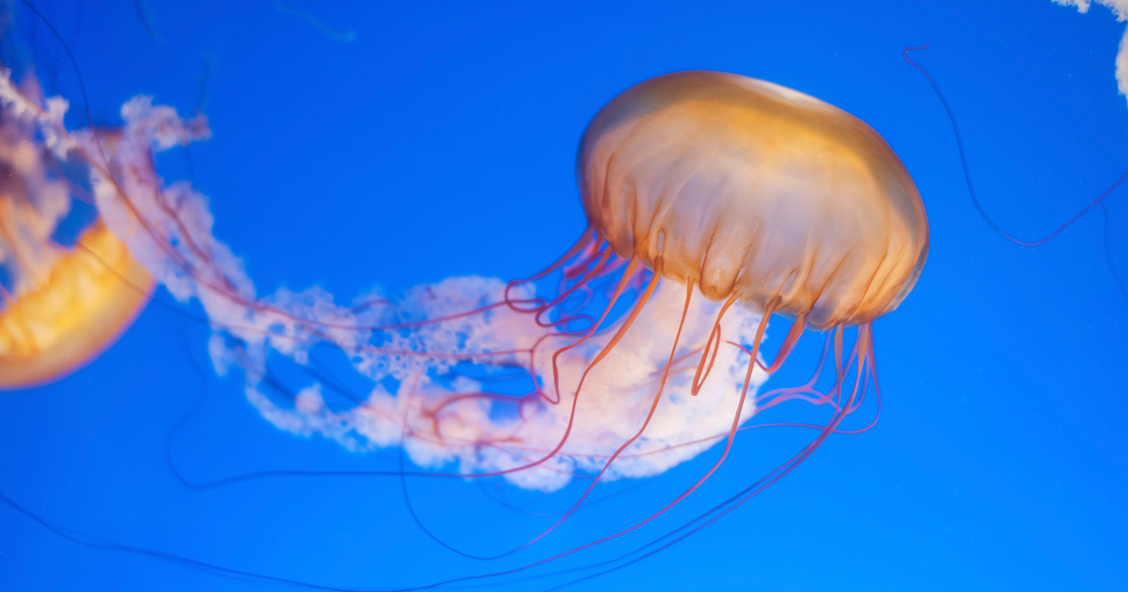 New Species of Orchistoma Discovered by Teenager in Tanabe Bay, Elaborated in 2025 Research