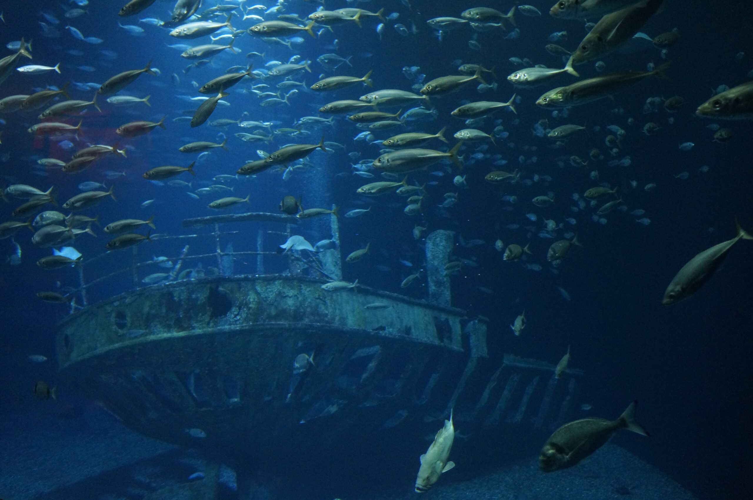 "New York City Transit Enhances Marine Ecosystems with More Than 2,500 Decommissioned Subway Cars as Artificial Reefs (2001-2010)"