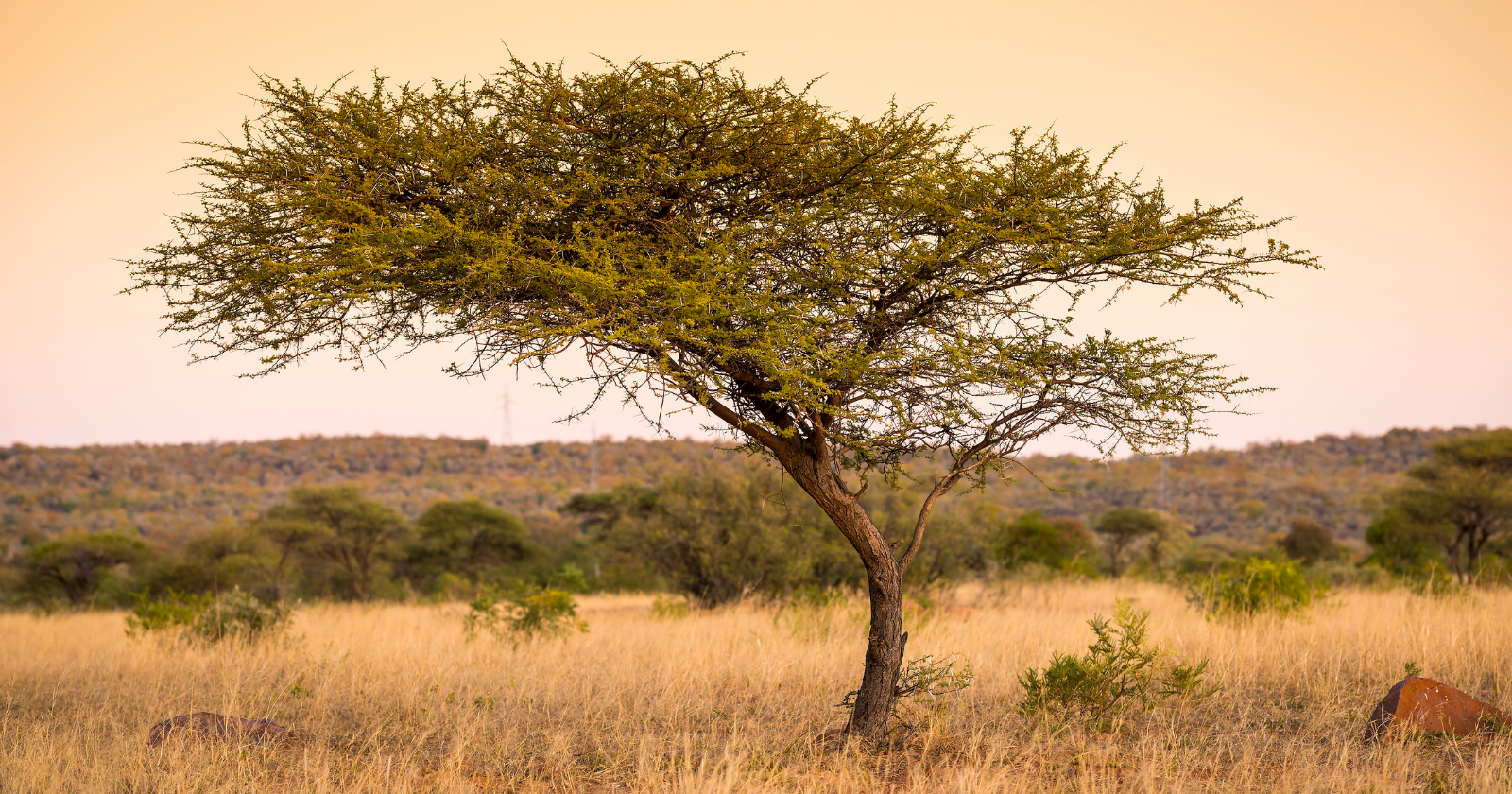 Niger Farmers Renew Africa's 8,000-Kilometer Tree Wall Initiative by Cultivating 200 Million Pre-existing Trees Adjacent to the Sahara