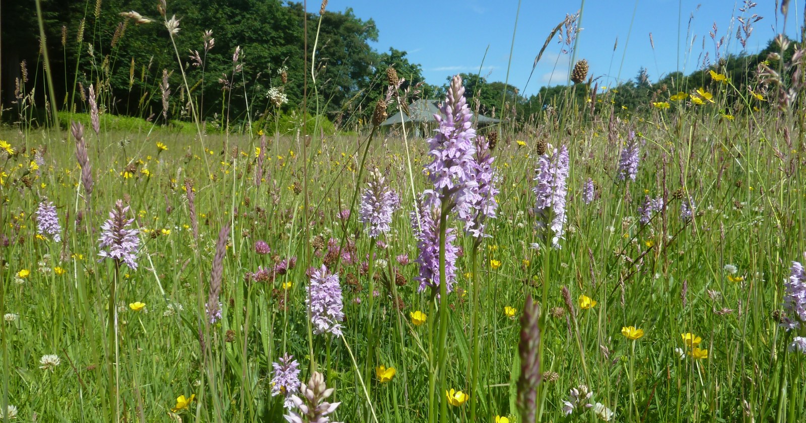 Norfolk Rapeseed Field Hosts 86 Plant Species by 2022, Featuring 11 Distinct and Remote Yellow Rattle Populations