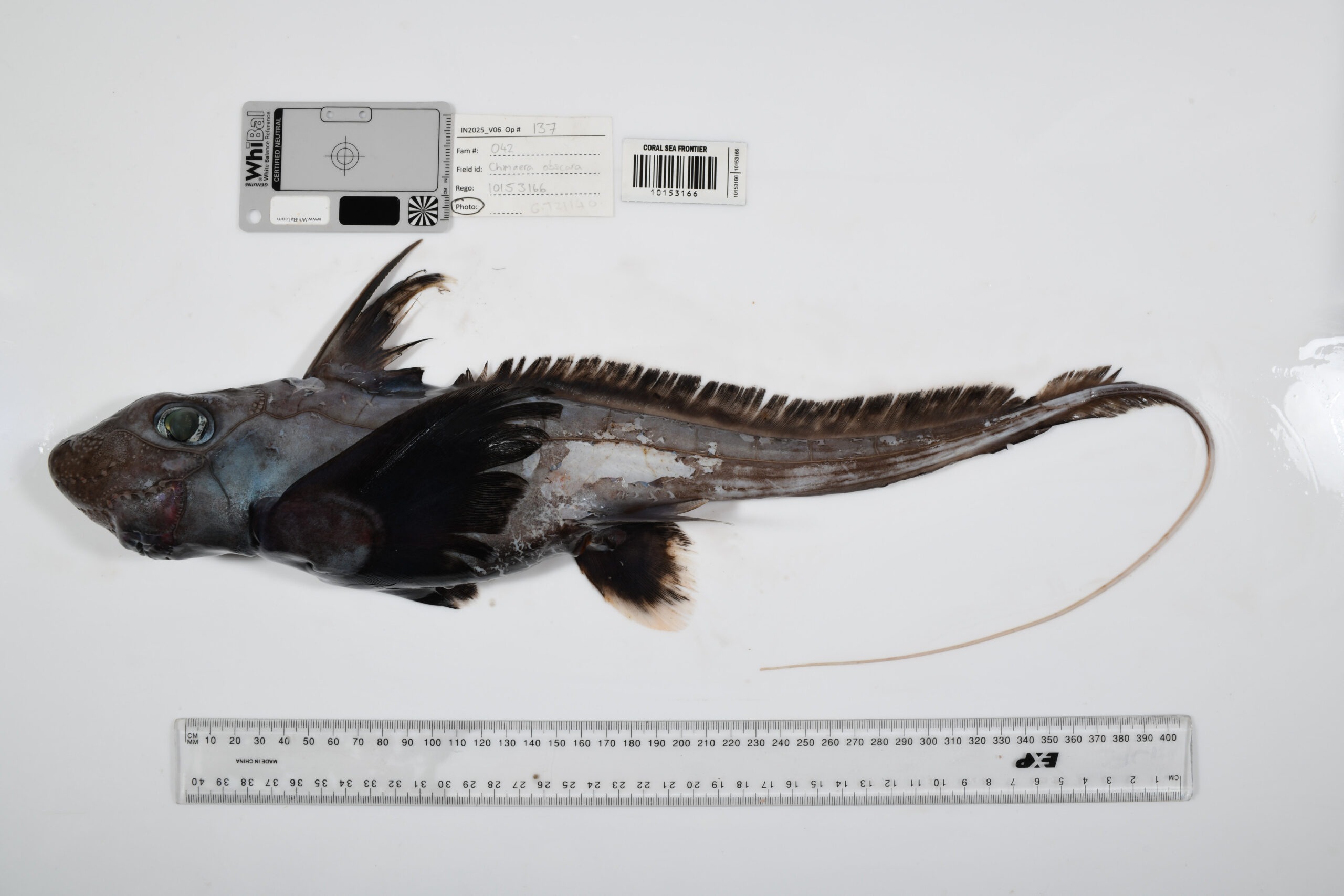 Ocean Census Network Discovers 1,121 Possibly New Marine Species from April 2025 to March 2026, Increasing Global Identification Rate by 54%
