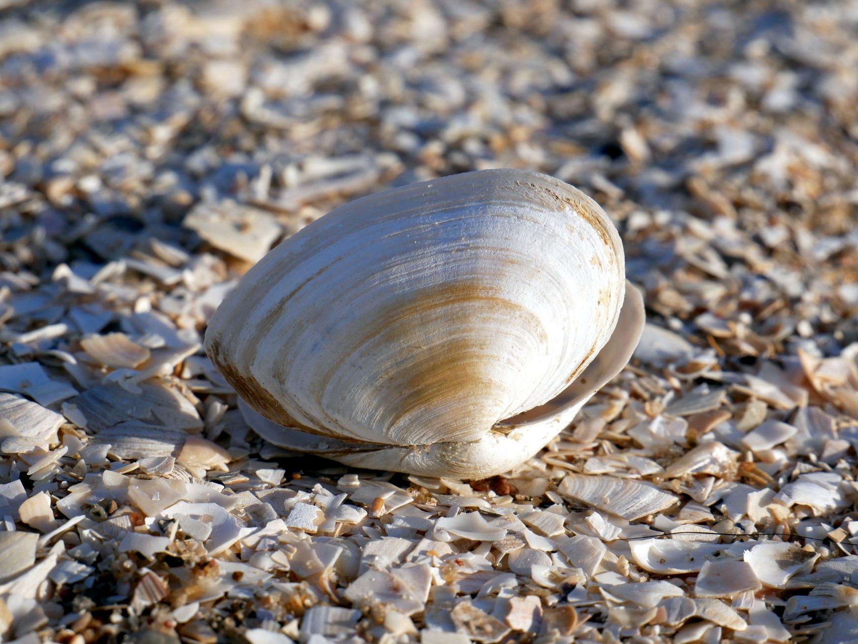 Ocean Quahog Clam Unearthed Near Iceland Determined to Be 507 Years Old, Establishing It as the Oldest Precisely Aged Non-Colonial Creature Documented