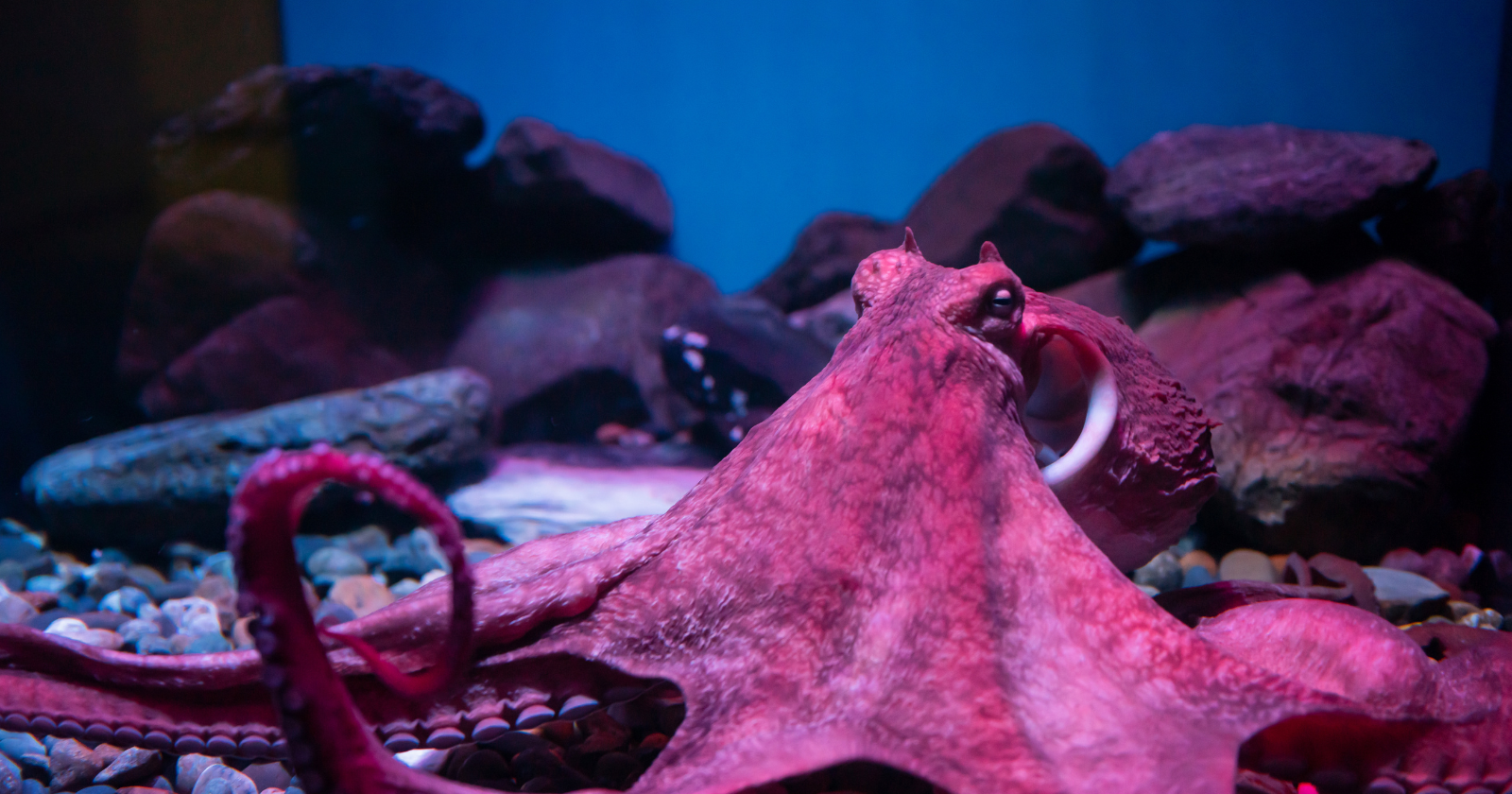 "Octopus Slumber Entails Hue Adjustments, Texture Transitions, and Dynamic Neural Activity Mirroring Alertness"