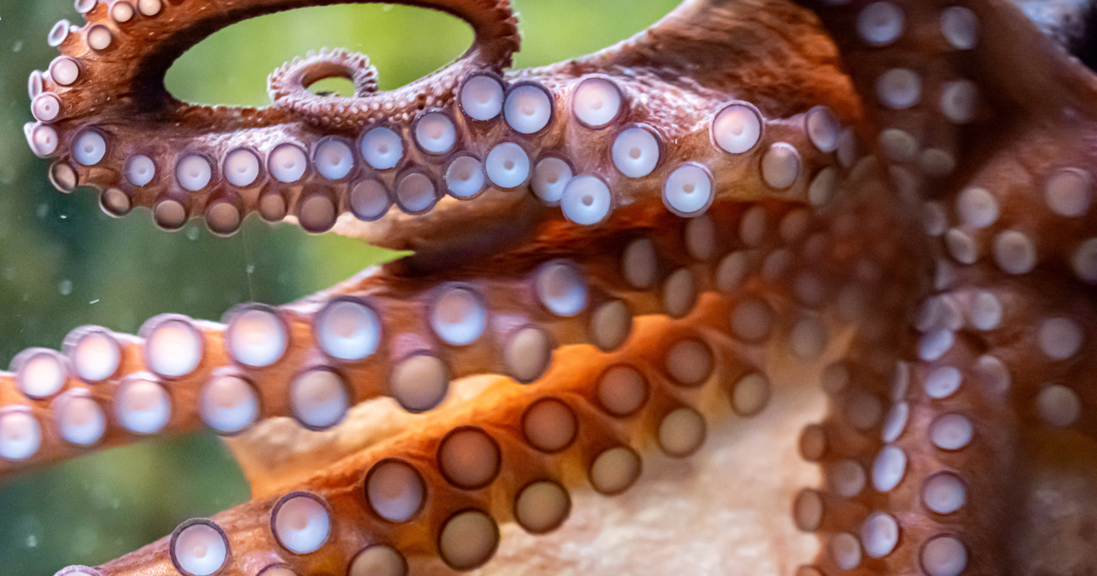 Octopuses Reproduce at 10,500 Feet Below the California Coast in Warm Springs to Speed Up Egg Hatching