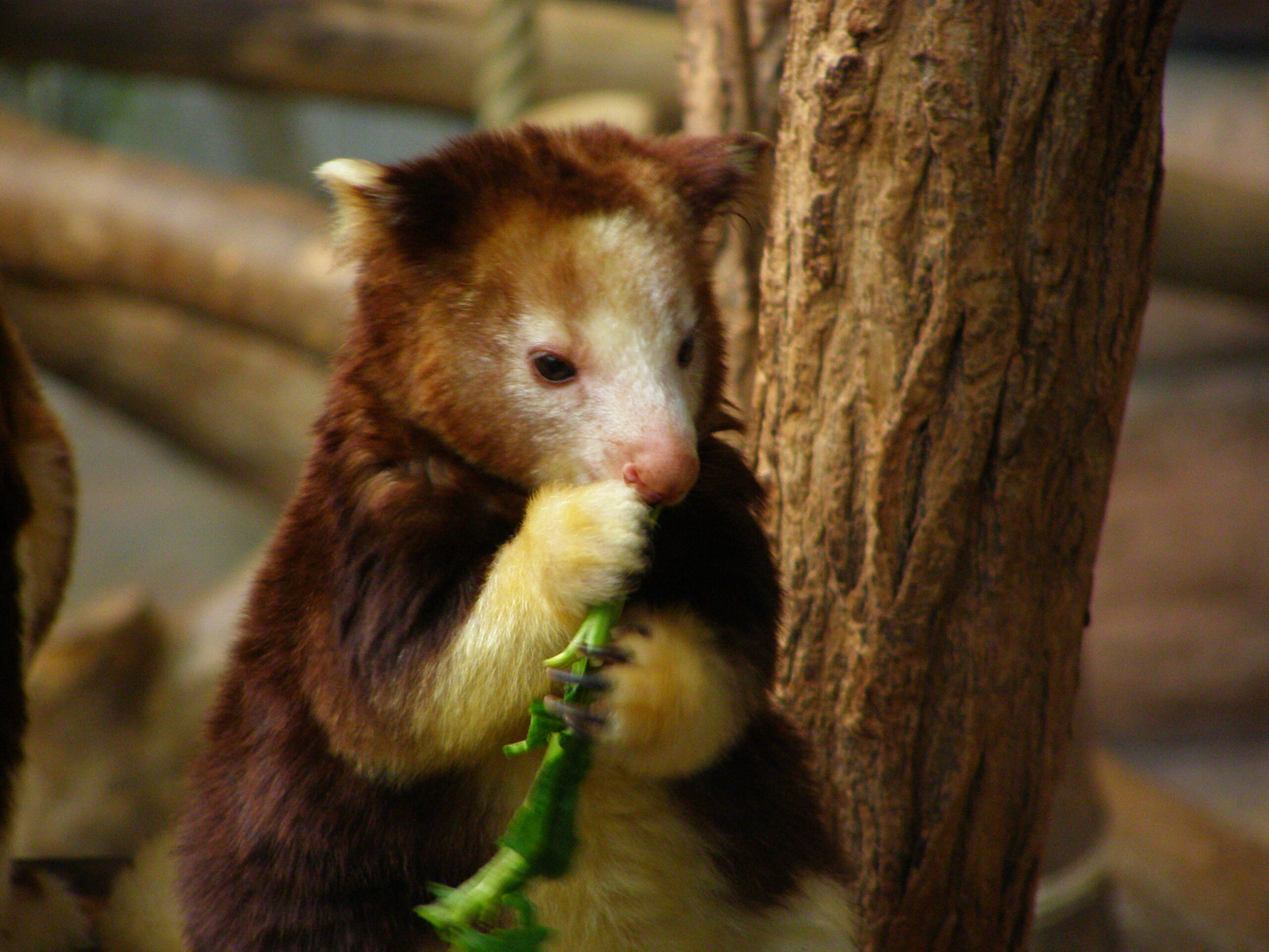 One-Year-Old Huon Tree Kangaroo Joey, Nane, Flourishes at Denver Zoo Despite Endangered Status in Papua New Guinea Woodlands