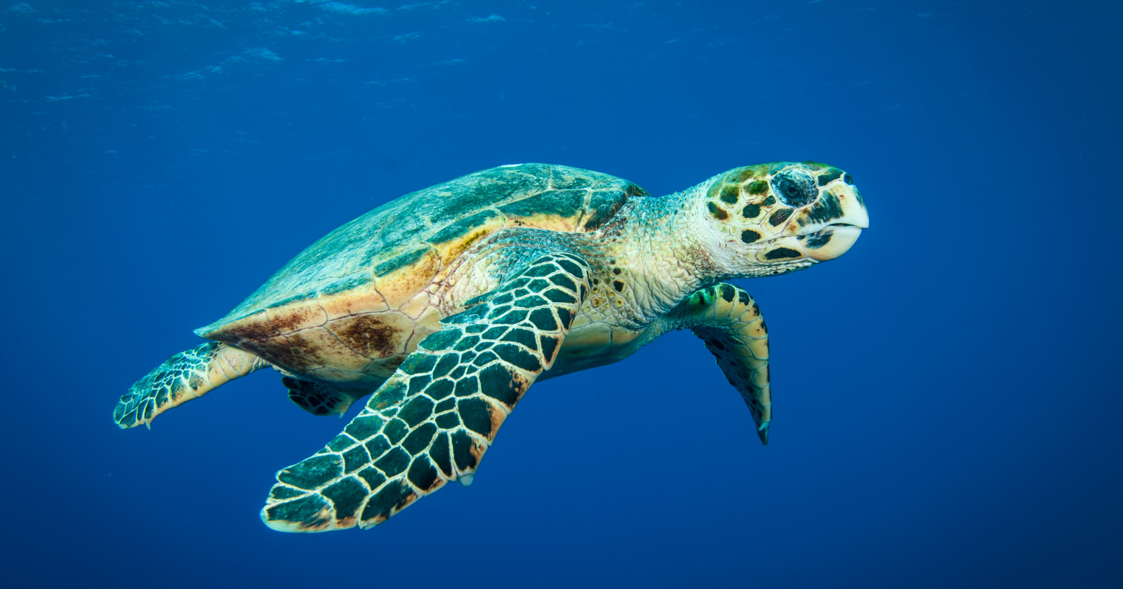 Ontario Adolescent Creates Subaqueous Robot Utilizing Turtle Flippers to Monitor Marine Wildlife, Reaches 96% Precision in Identifying Coral Bleaching