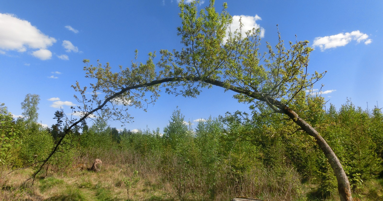 Poplar Tree Adjusts and Repositions Itself by Utilizing Tension in Wood, Validating Reaction to Gravitational Variations in Study