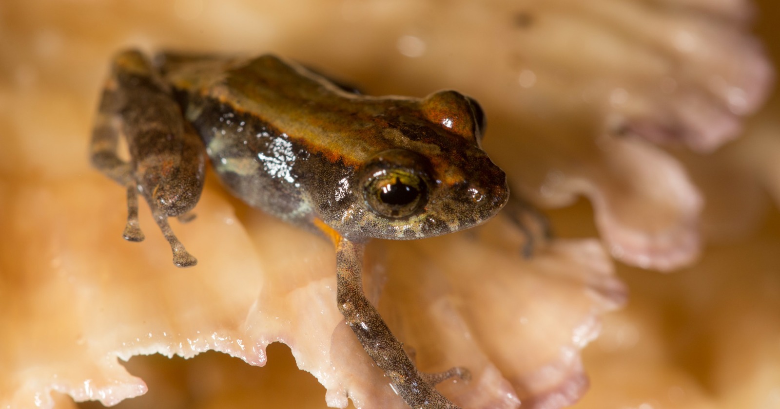 Recently Identified Frog Species in Western Ecuador Differentiated from 24-Million-Year-Old Lineage Following Misidentification
