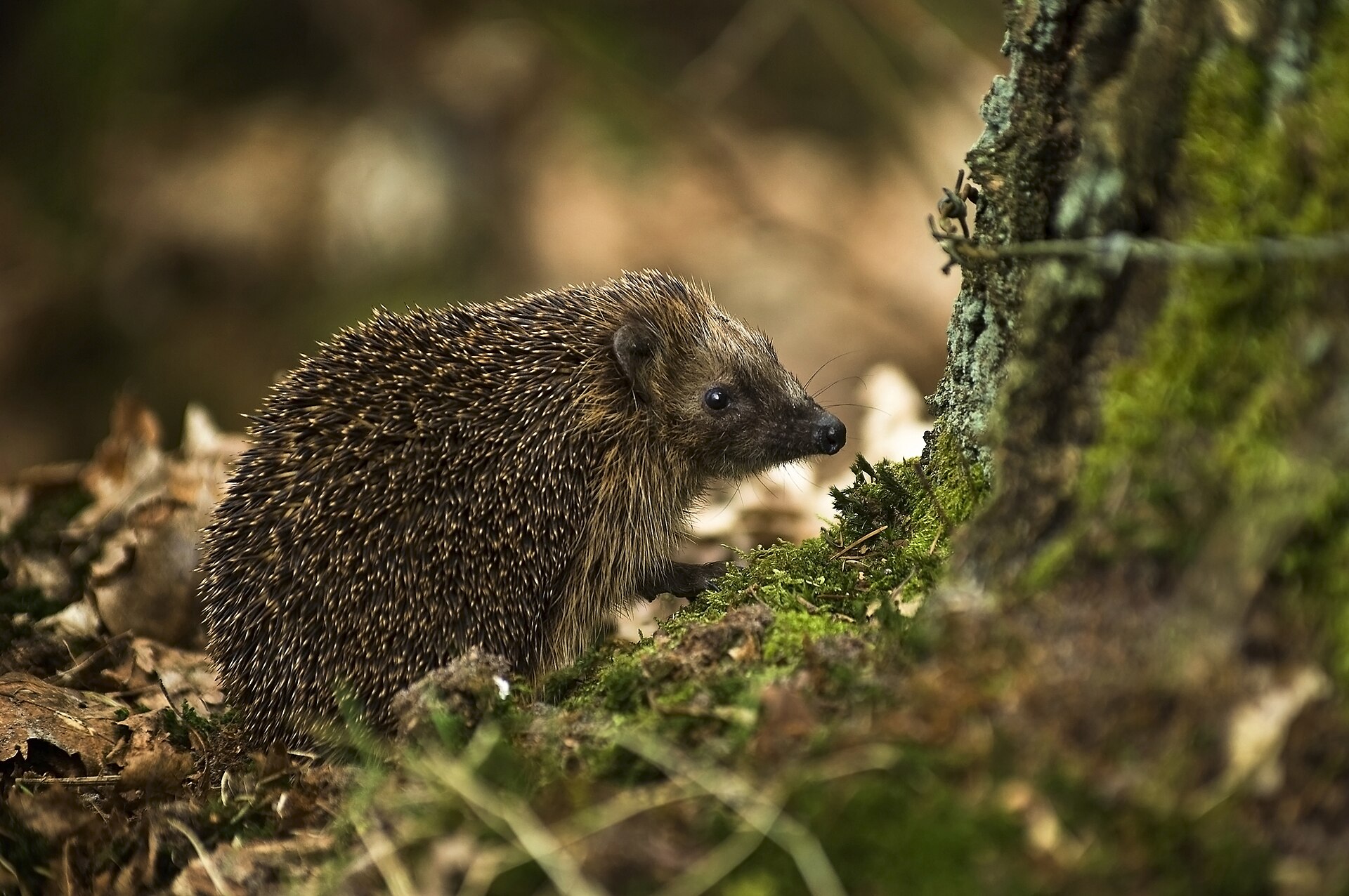 Rescuers Diagnose and Address the Source of a Hedgehog's Uncommon Swelling