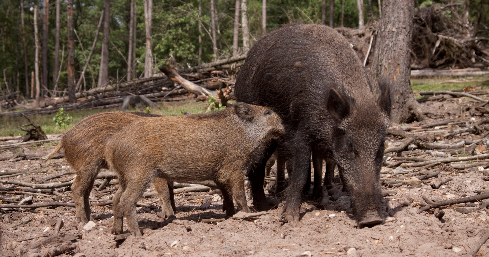 Research Affirms That Farm Pigs That Escaped Mated with Wild Boars in Proximity to the Fukushima Nuclear Facility, However, Ancestry of the Pigs is Fading Because of Quicker Generational Cycles and Crossbreeding Trends.