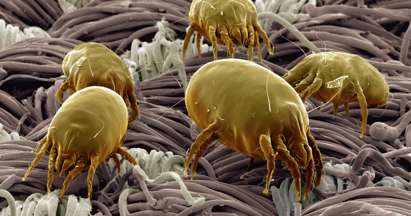 Research Discovers 30 House-Dust Mites per Gram in Dust Collected from 50 Residences; 100 Mites per Gram May Elevate Allergy Risk in Youngsters