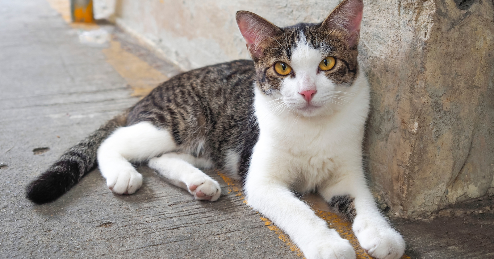 Research Indicates GPS-Monitored Cats Wander an Average of 3.6 Hectares, Killing 3.5 Animals Each Month, Underlining substantial Local Influence