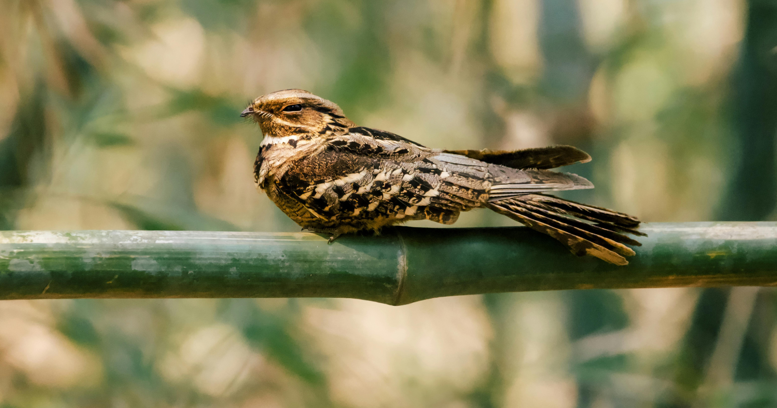 Research Indicates Lunar Cycle Impacts Red-necked Nightjars' Actions in Spain's Doñana National Park