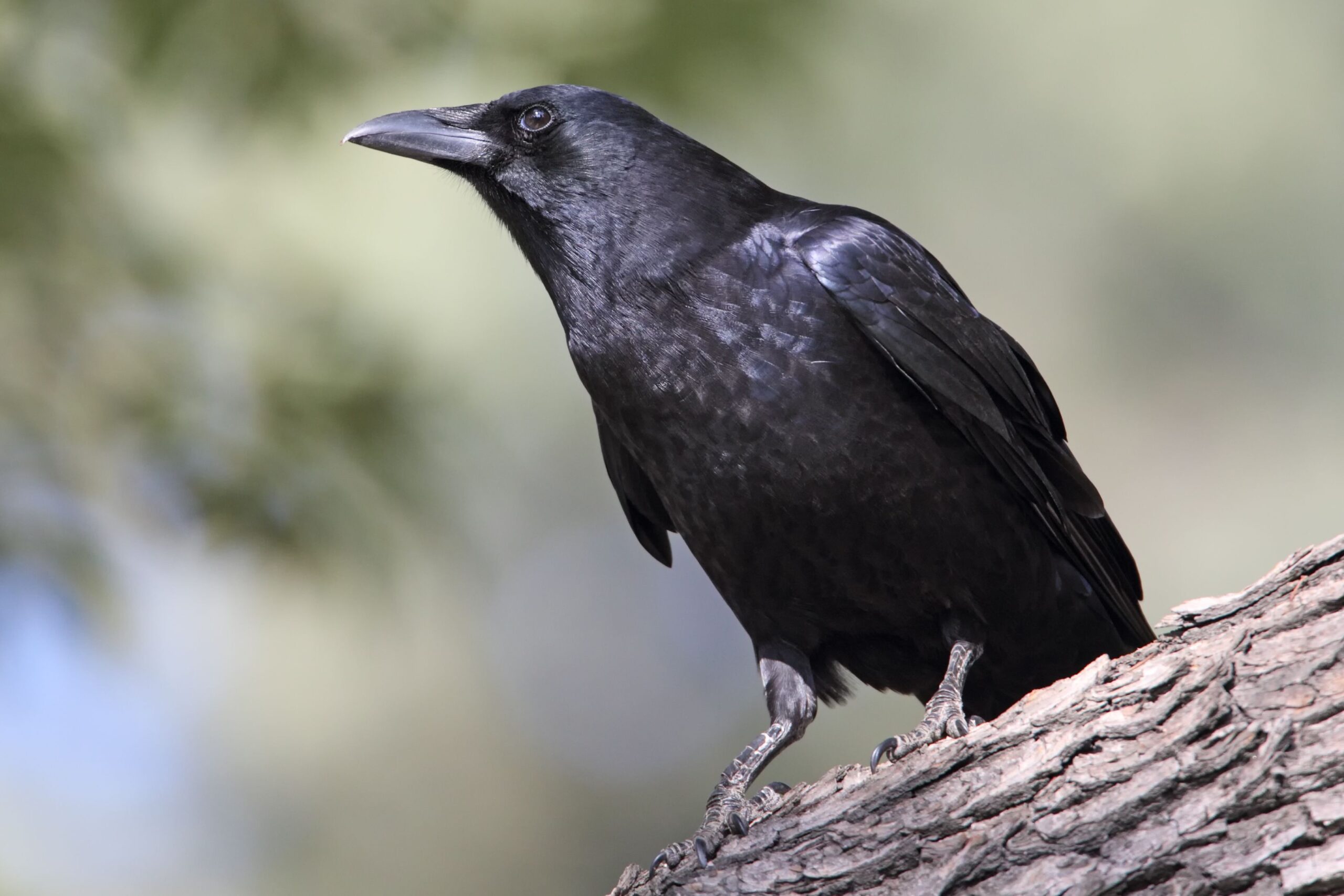 Research Reveals Lasting Crow Memory: Findings from University of Washington's John Marzluff's 2006 Mask Experiment Impact Crow Conduct for 17 Years