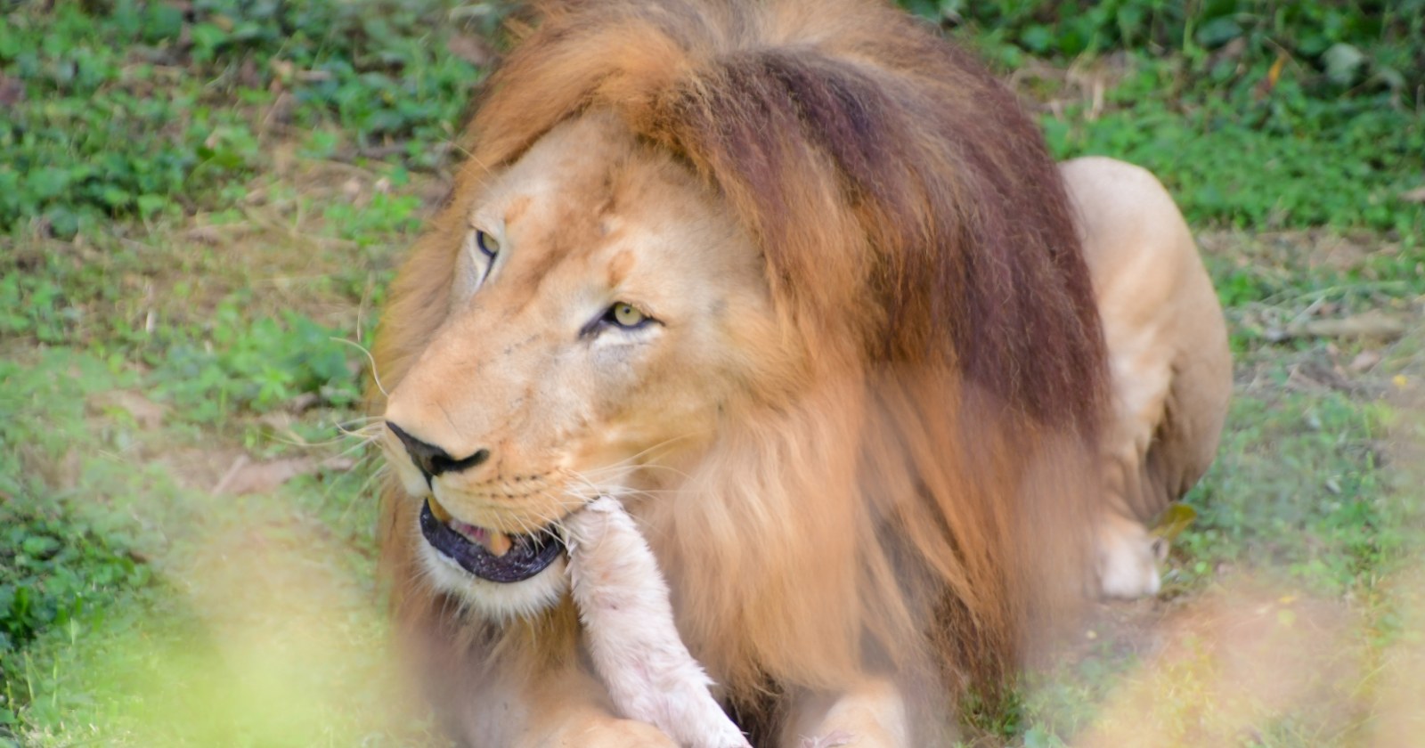 Research Reveals That Male Lions in an Australian Safari Park Spend Three Times the Amount of Time Feeding on Days with Carcasses and Show Increased Pacing Over a Three-Month Period, Even With a Supply of 200 kg of Kangaroo and Goat Carcasses Every Nine Days
