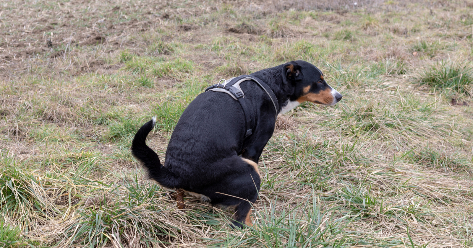Research Shows Canines Favor North-South Orientation for Elimination Only When the Earth's Magnetic Field Is Steady