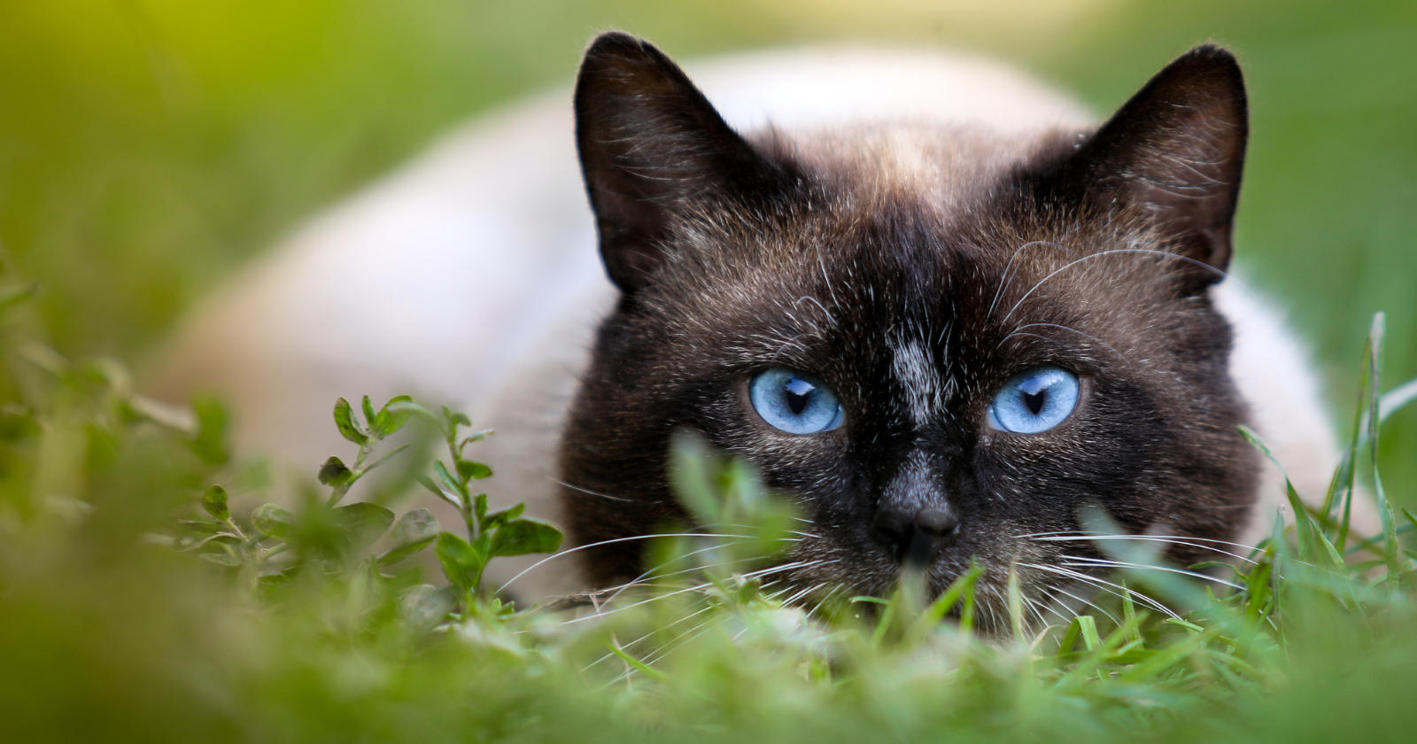 Research Shows That Luminous Sleeves on Hunting Felids Reduce Bird Catch Rates by Two-Thirds, While Mammal Captures Remain Unchanged