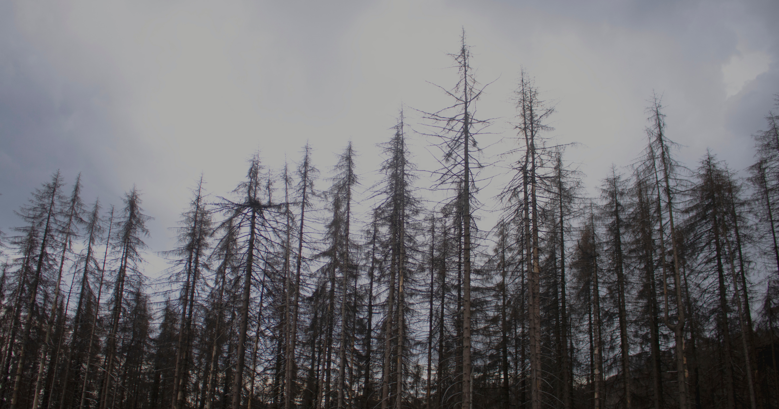 Researchers Chart More Than 10 Million Fallen Trees as Ocean Water Transforms Atlantic Coast Woodlands into "Spectral Forests"