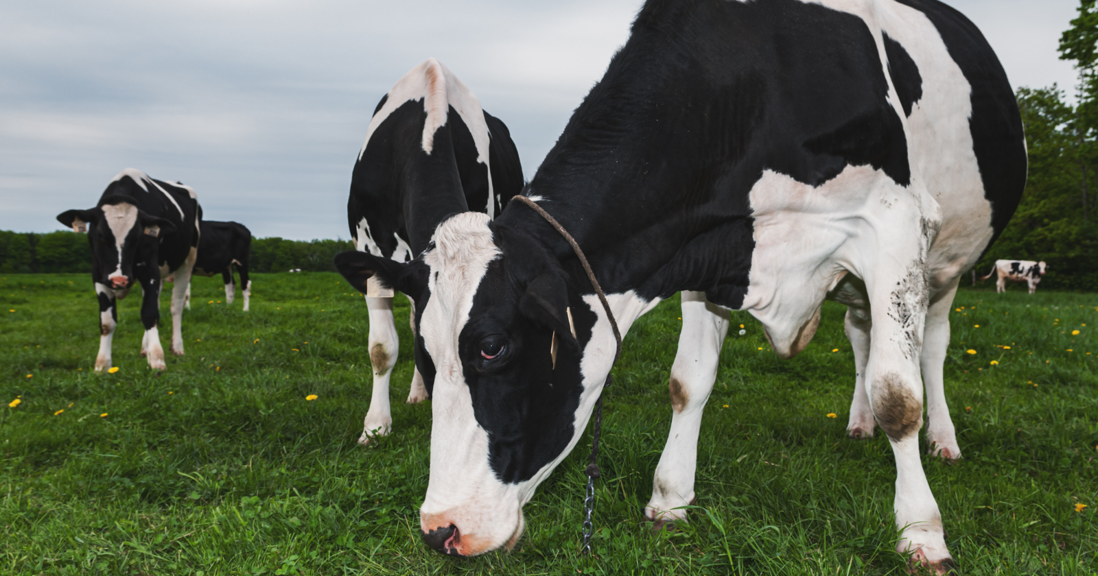 Researchers Discover That Holstein Steers Favor Cuddling with Women Instead of Men at New York Sanctuary