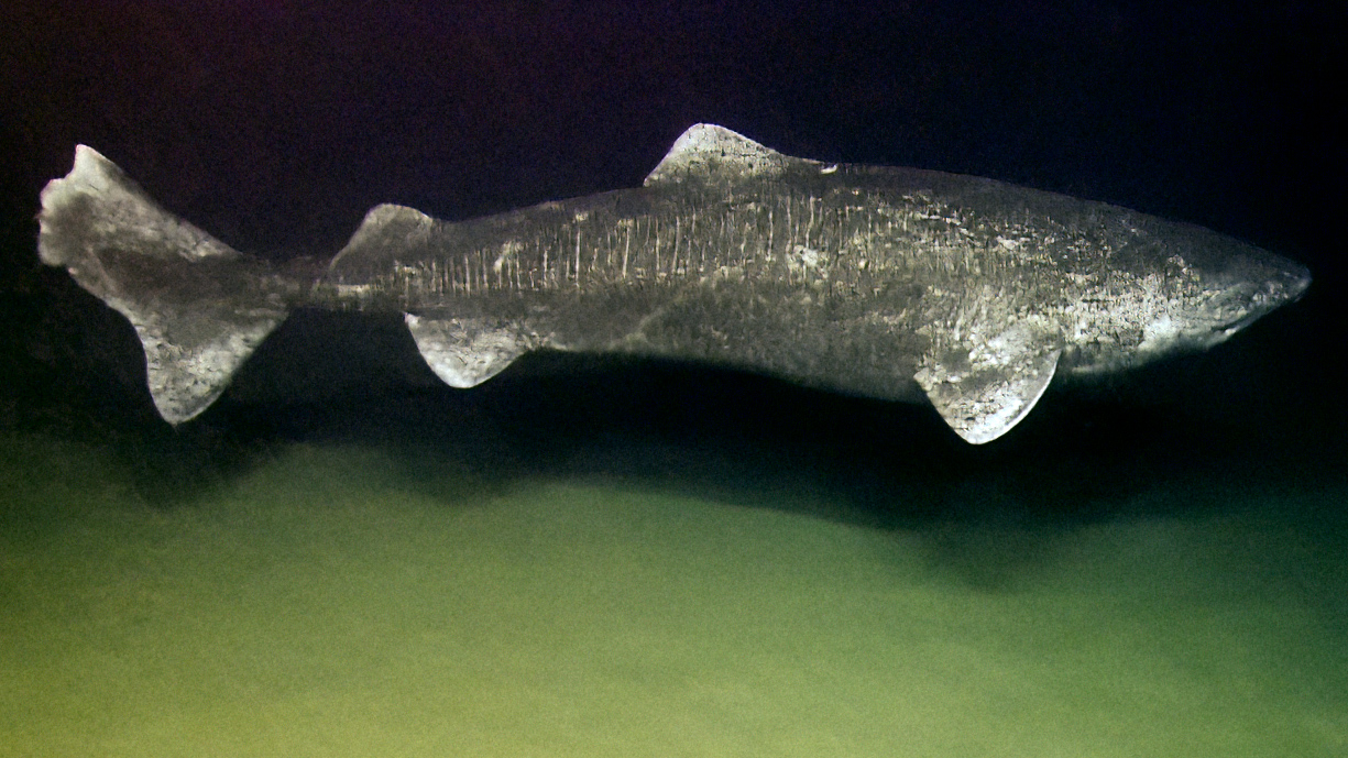 Researchers Uncover Intact Retinas and DNA-Repair Genes in Greenland Sharks More Than a Century Old, Potentially Prolonging Vision for Centuries