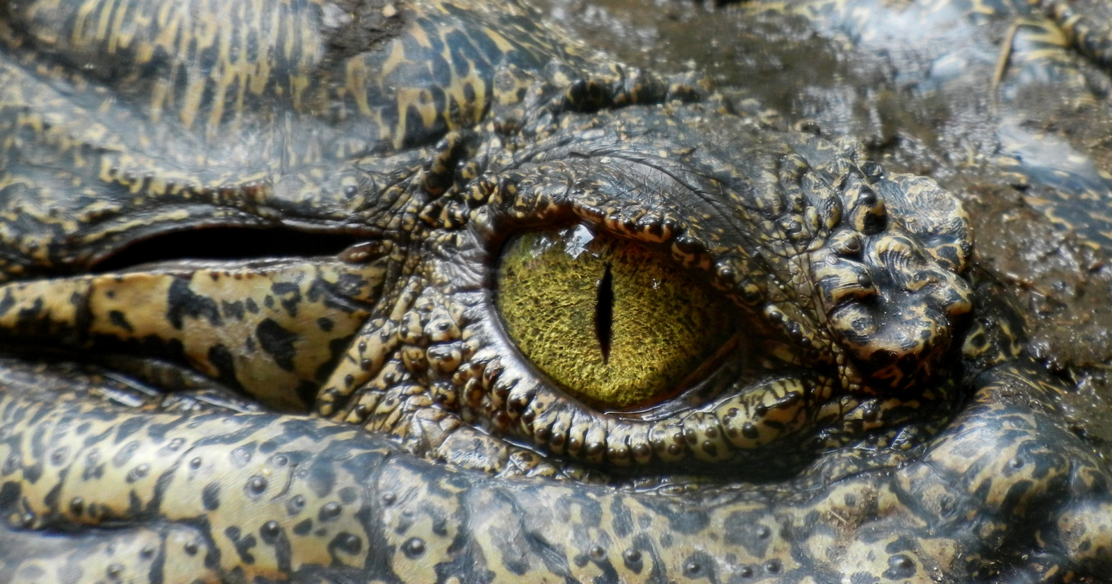 Researchers Uncover Primal Crocodile Relative from 215 Million Years Ago that Shifted from Four-Legged to Two-Legged Movement