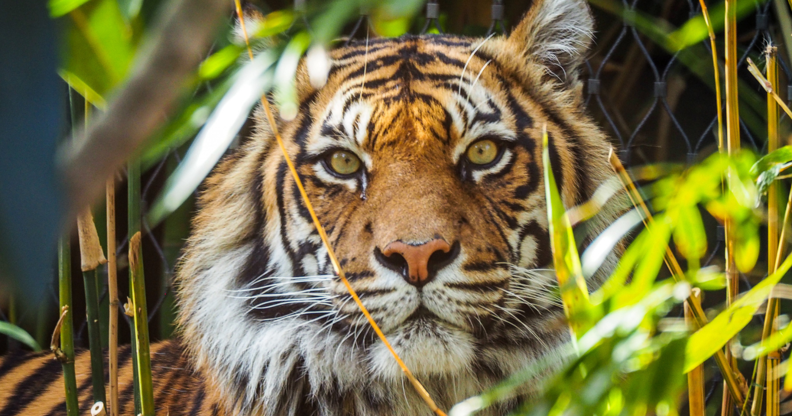 Researchers Utilize Thousands of Cameras in India’s Woodlands to Recognize Tigers by Distinct Stripe Patterns Within 35 Million Images