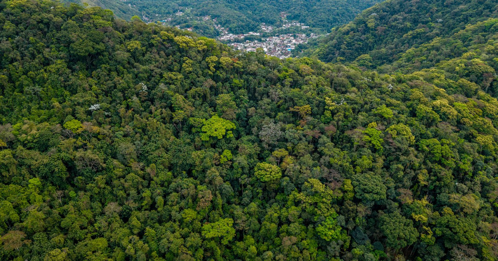 Revival of Previous Cattle Ranch by Brazilian Duo Results in the Reappearance of 172 Bird Species in Atlantic Forest by 2006.