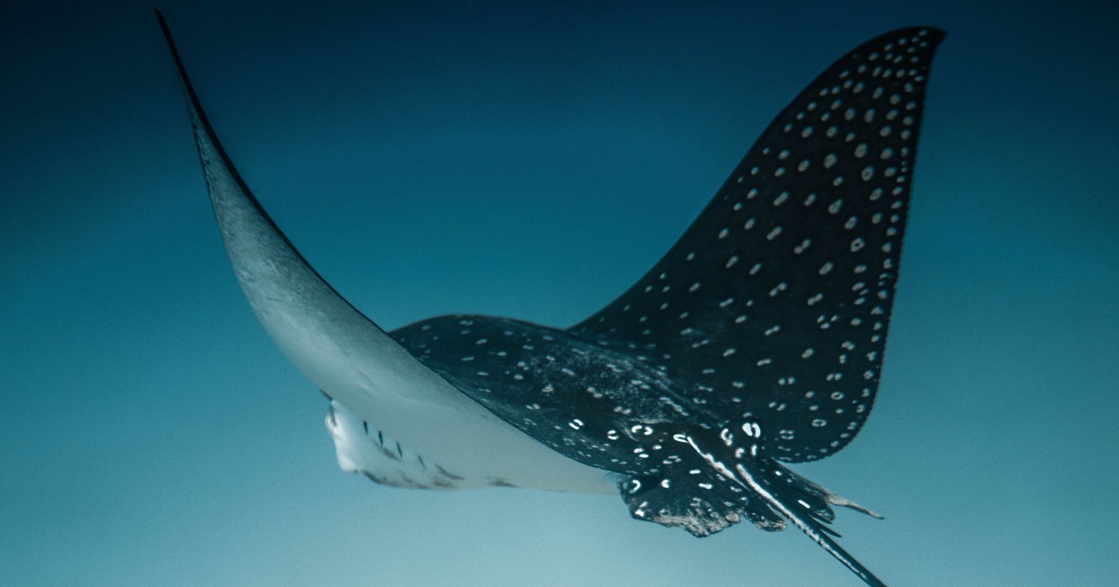ROV Survey Uncovers Most Significant Gathering of 100-150 Common Eagle Rays Foraging Beneath Tuna Ranch in North-East Malta, October 2024