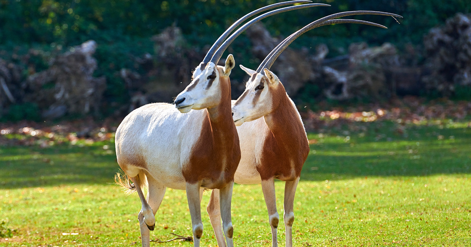 Scimitar-Horned Oryx Returned to Sahel: Transitioned from Wild Extinction to Endangered Category Following 2016 Relocation Initiatives
