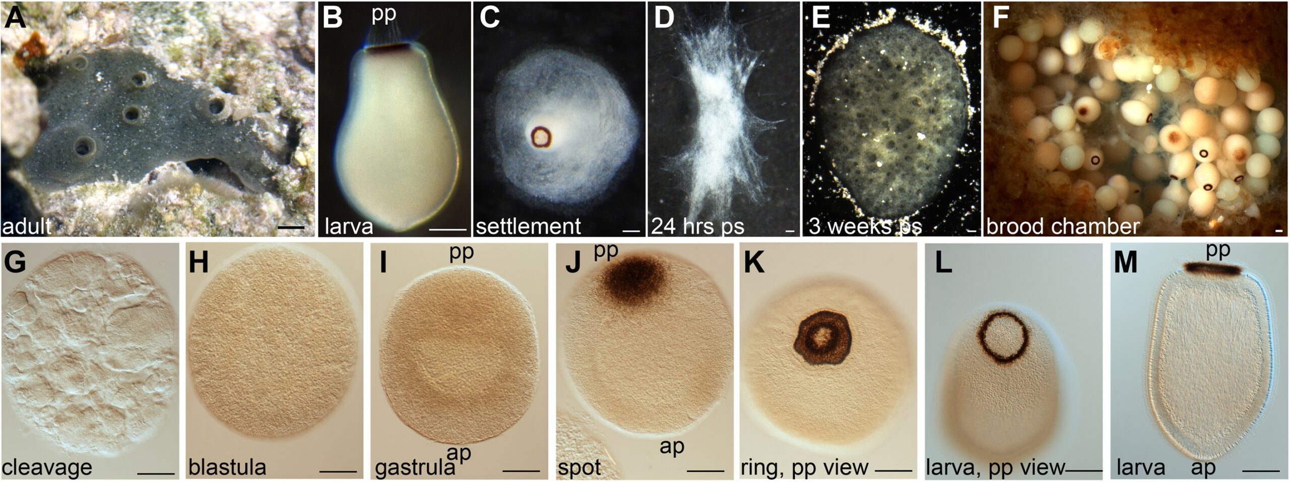 Sea Sponge Larvae Employ Sunset Signals for Cellular Readiness and Surface Adhesion in 30 Minutes, Mapping a 700 Million-Year Evolutionary Lineage
