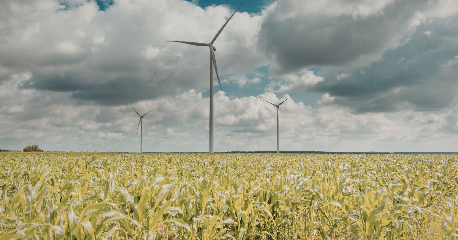 Several farmers in Iowa are shifting from conventional crops and livestock to wind energy, renting out their land for farming and generating between $7,000 and $10,000 each year for every wind turbine.