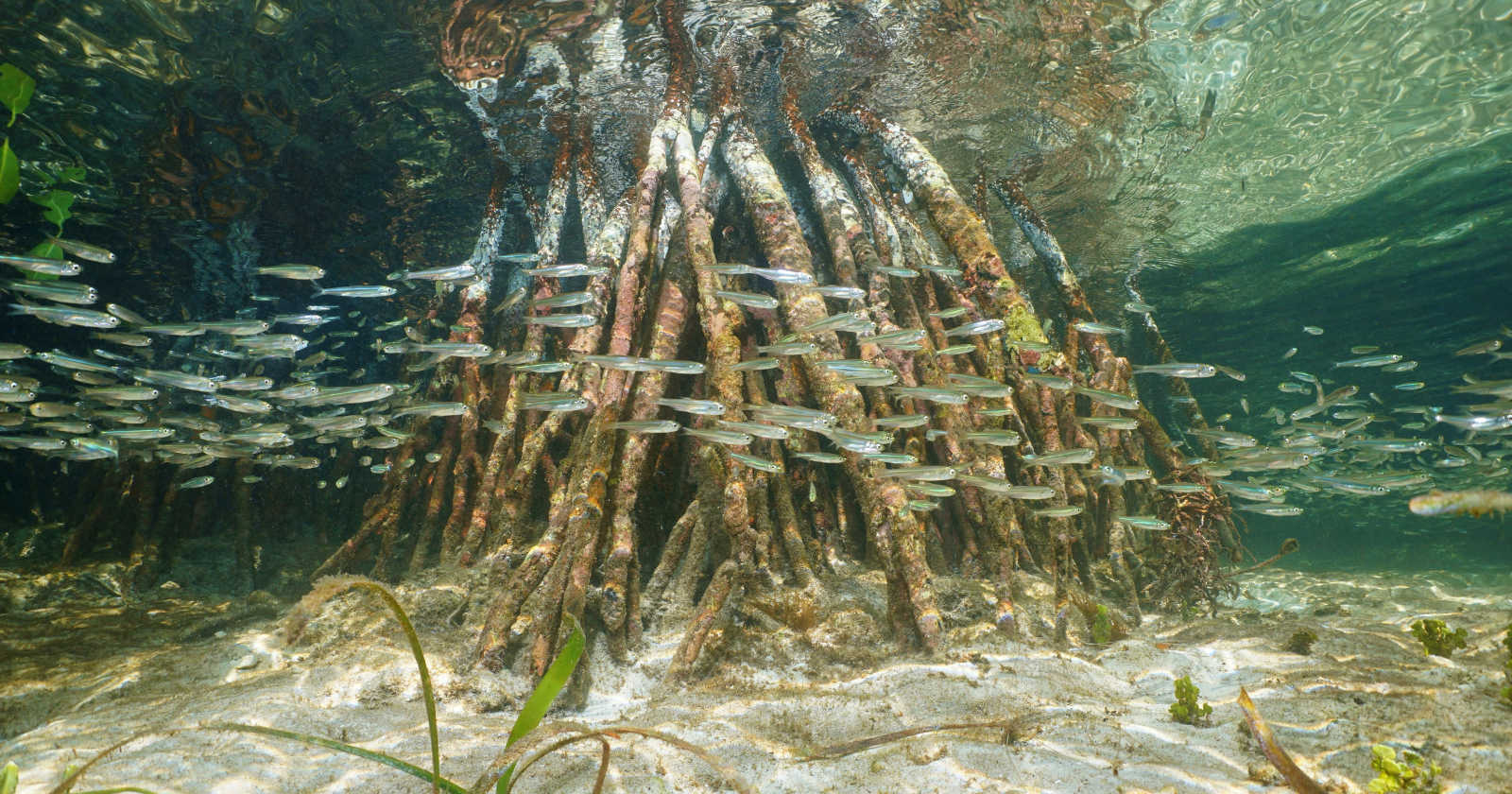 Singapore Develops Semakau Island Landfill from Incinerated Waste Ash, Establishing a 350-Hectare Eco-Park Featuring Mangroves and Coral Reefs
