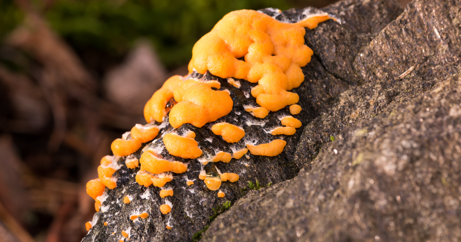Slime Mould Creates Intricate Network Similar to Tokyo Rail System When Nourishment is Positioned at Strategic Points