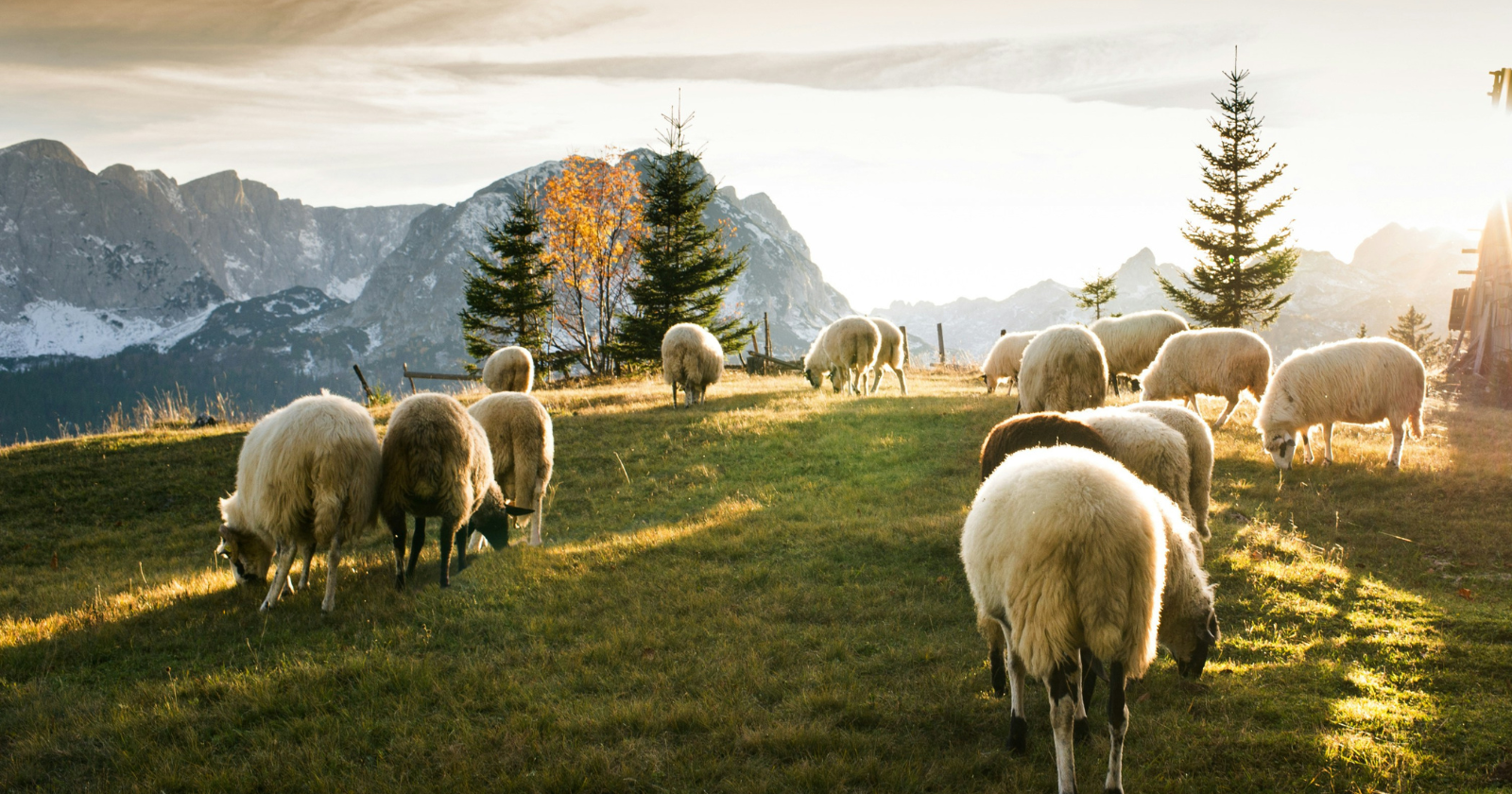 Solar Firms in Various States Utilize Sheep for Plant Management Beneath Solar Arrays, Decreasing Dependence on Gas-Powered Mowers.