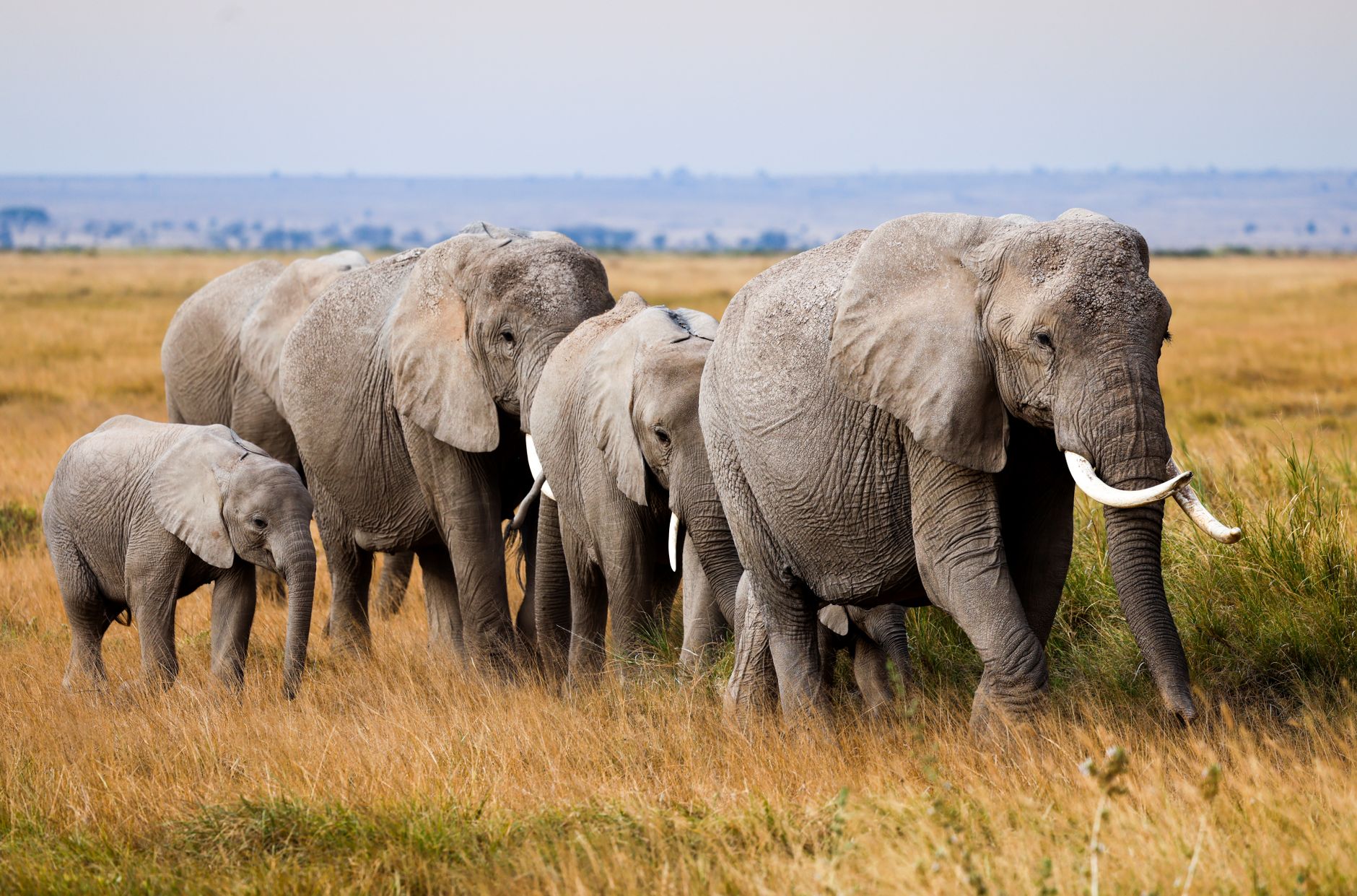 Study Finds Elephants React More Quickly to Customized Calls