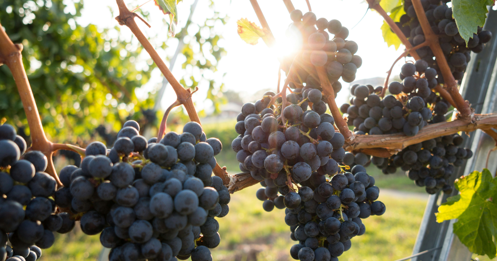 Sun’Agri's Cutting-Edge Solar Panel Solution Shields French Vineyard from Heat Strain and Berry Harm