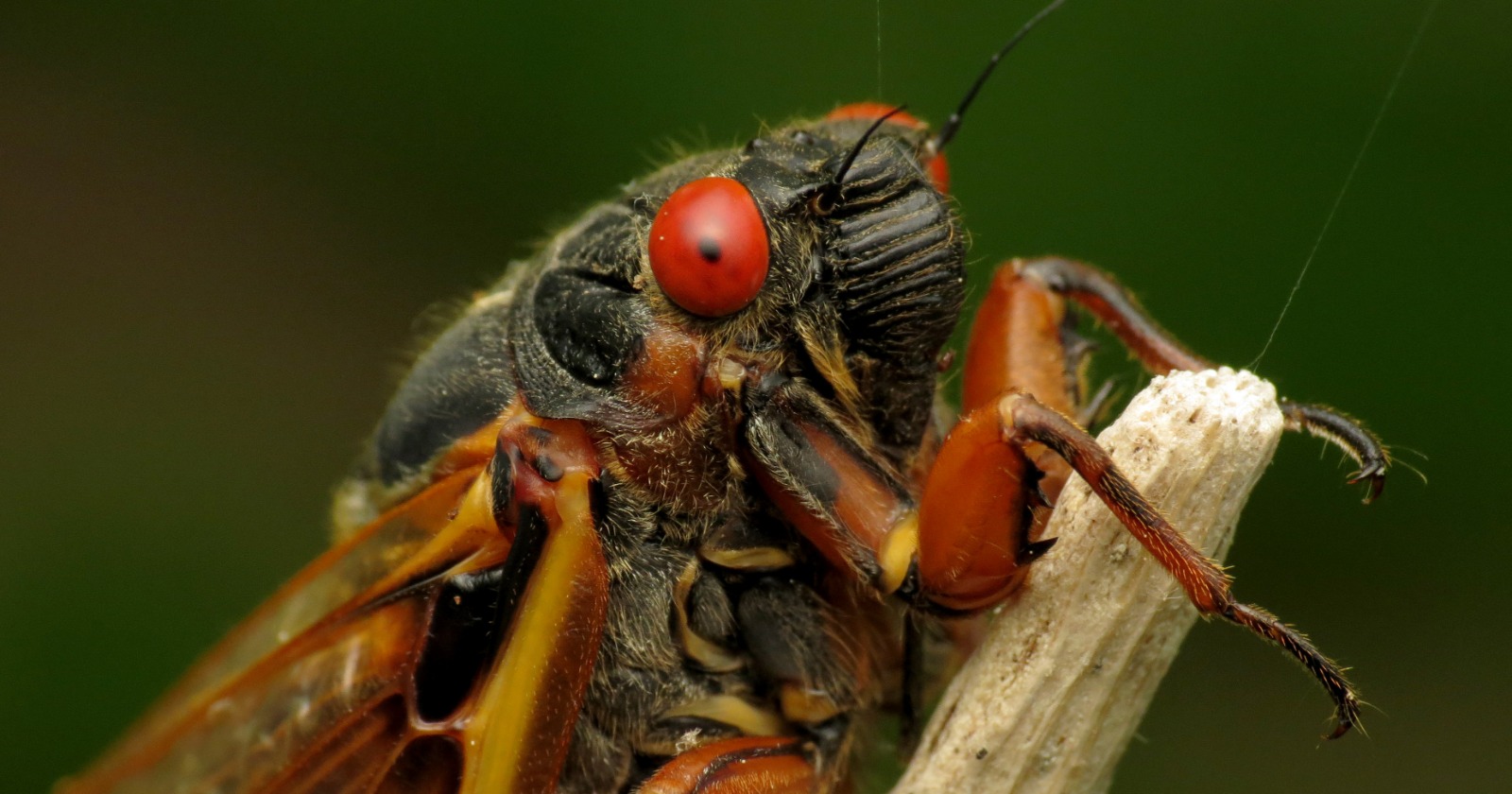 Survey Indicates 1930 Tree Locations More Accurately Forecast Periodical Cicada Existence in Iowa County Compared to Existing Woodland Areas