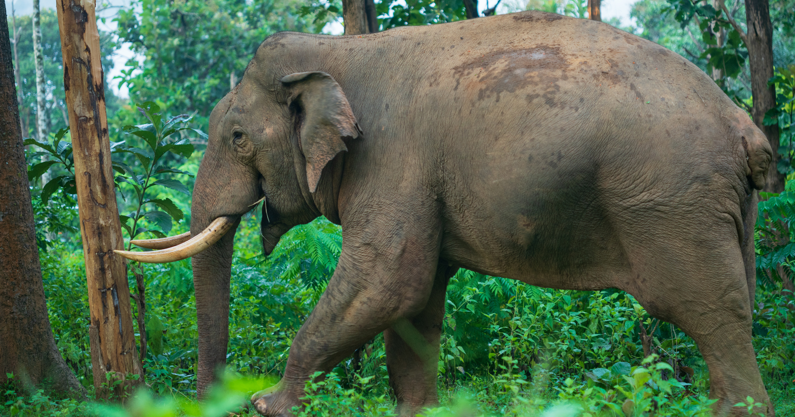 Thai Farmers Address Elephant Crop Destruction by Replacing Sugar Cane and Bananas with Coffee to Safeguard Revenue