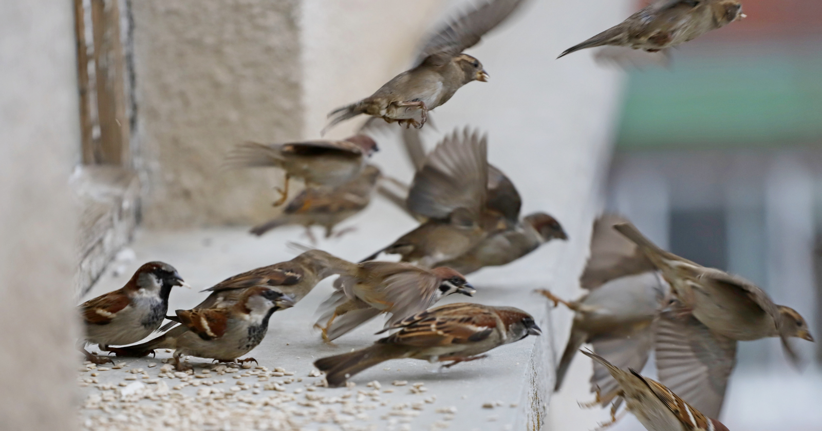 The Arrival and Proliferation of House Sparrows in Brooklyn for Caterpillar Management in 1852 and Their Following Prevalence in North America