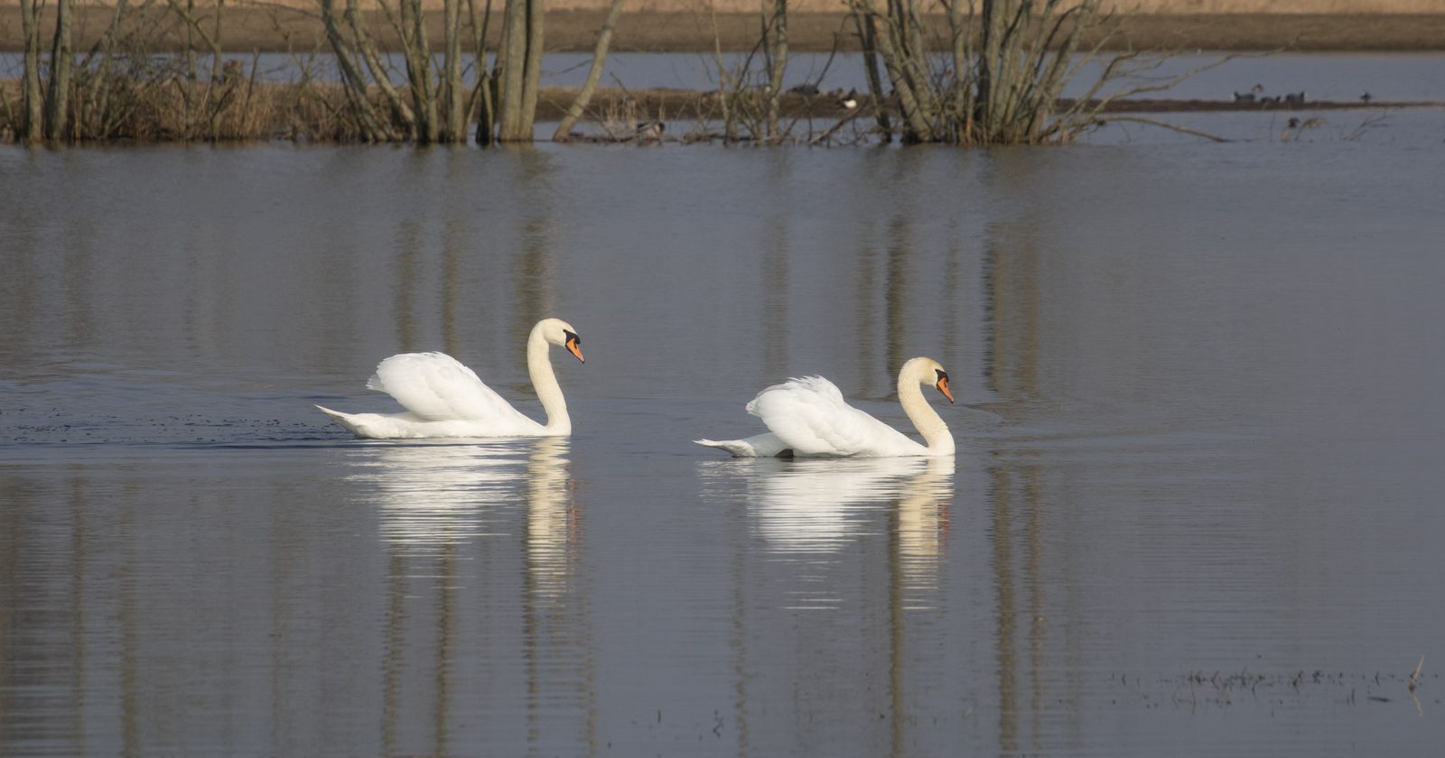 The Growth and Management Initiatives of Mute Swan Numbers in Michigan from 1919 to 2013 and Future Developments