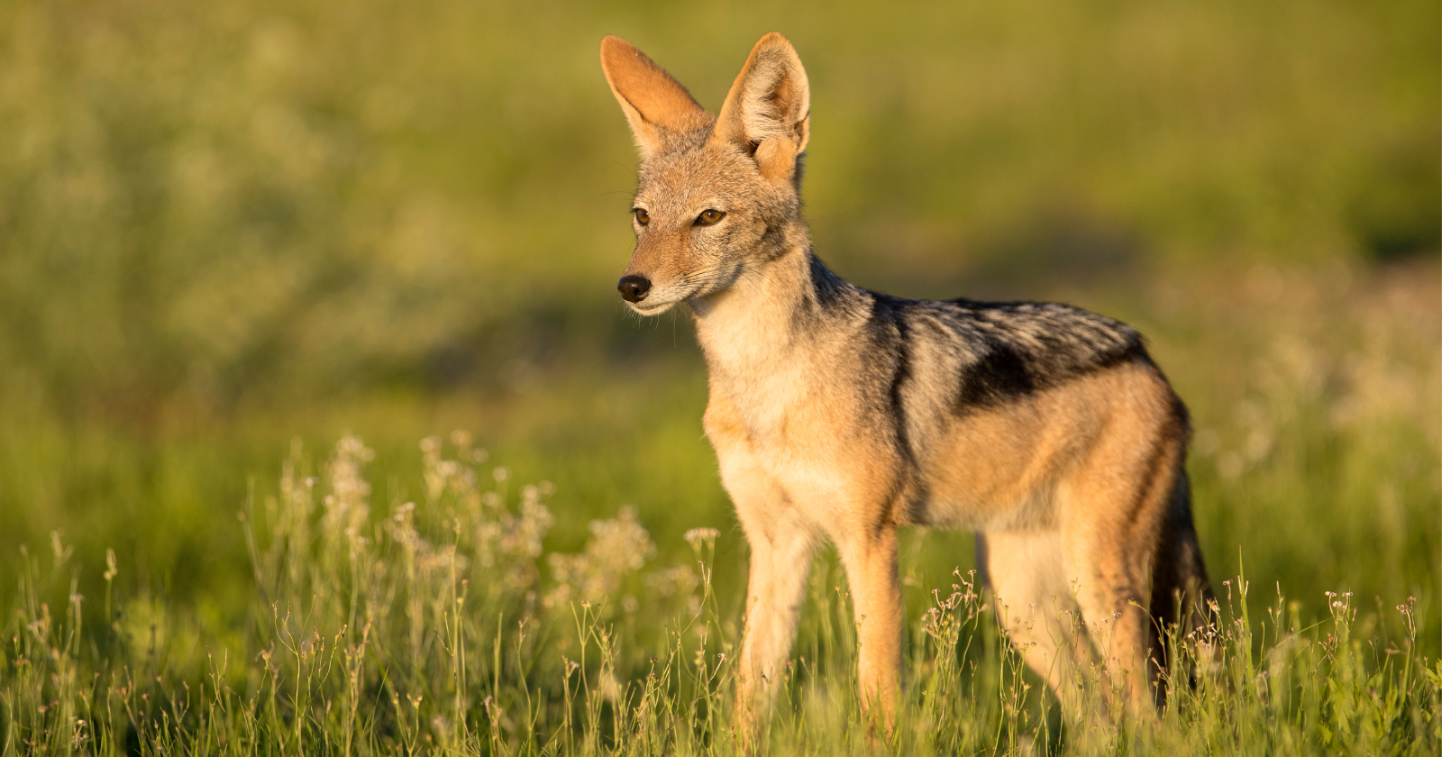 The Growth of the Golden Jackal: From the Balkans in the 1980s to Breeding Populations in Germany and Further Afield, Occupying the Predator Gap in Northern Europe