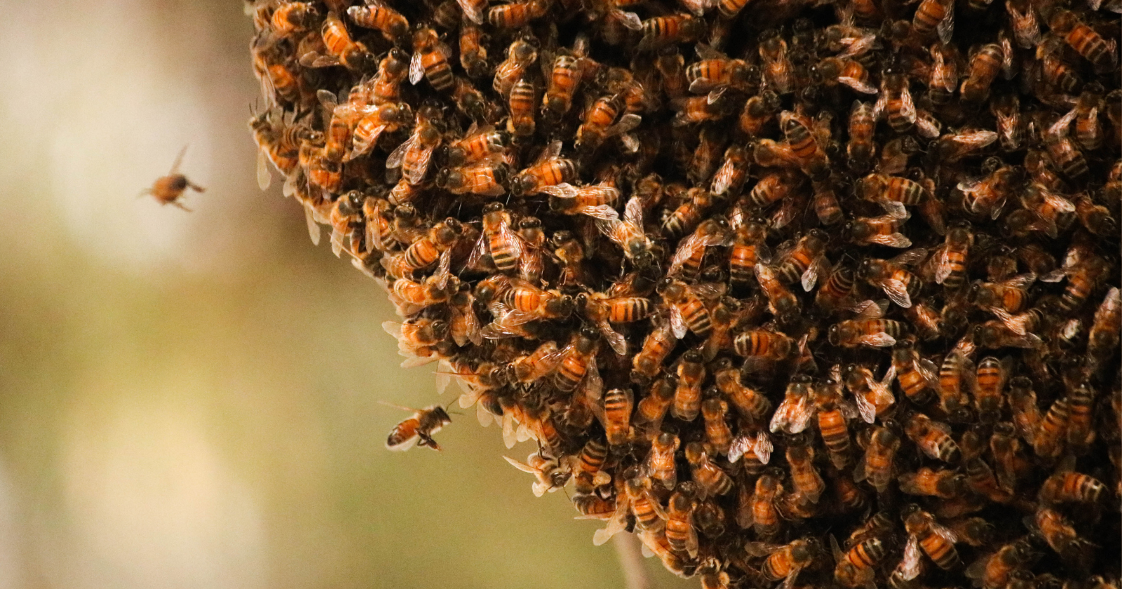The Importance of Clustering in Thin-Walled Hives: Winter Bee Groups and the Fallacy of Outer Bees' Contribution